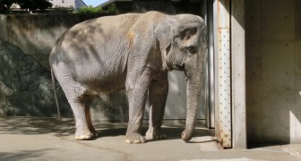 Era l'elefantessa più sola e triste del mondo: tutti dovrebbero conoscere la sua storia