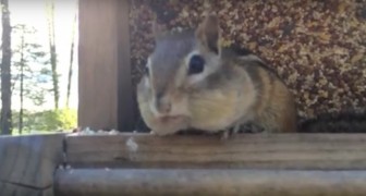 Sorprende uno scoiattolo mentre ruba del cibo... Ora fate attenzione alla sua bocca!