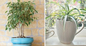 Ecco quali piante devi tenere in casa se vuoi migliorare la qualità dell'aria che respiri