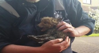 Un cucciolo di volpe è finito in un tubo: ecco cosa fa la mamma mentre tentano di salvarlo