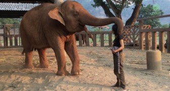 Singing a woman approaches an elephant --- See how the animal reacts. . . Wow!