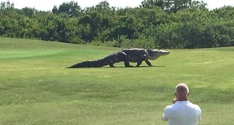 Un alligator GIGANTESQUE envahit un terrain de golf: terrifiant et fascinant!