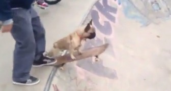 Il bulldog sale sullo skateboard: quando lui lo lascerà andare non crederete ai vostri occhi