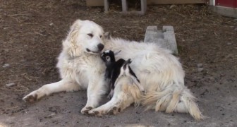 Un cane pastore e un cucciolo di capra: il loro comportamento vi regalerà un sorriso