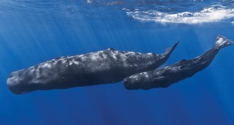 13 kaskelottvalar hittas döda: granskningen av magen avslöjade en oroande sanning