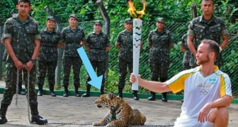 D'abord il l'utilise pour les photos, puis ils le tuent: la triste histoire du jaguar des Jeux Olympiques