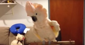 Seu dono acabou de cortar suas unhas: a reação do papagaio é furiosa!