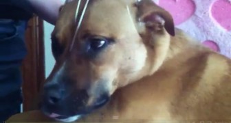 Iniziano a massaggiare la testa del cane: guardate l'espressione dei suoi occhi... Wow!