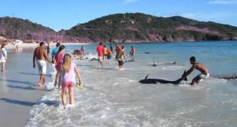 30 delfini restano arenati su una spiaggia in Brasile: ciò che fa la gente vi farà emozionare!