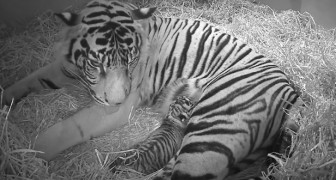 Een zeldzame Sumatraanse tijger bevalt van haar welp... Maar dan volgt er nog een verrassing! 