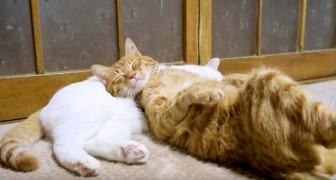 Un gatto usa il compagno come cuscino: guardate la sua espressione dopo qualche secondo...