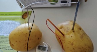 Batterie naturali: ecco come ottenere elettricità usando... una patata