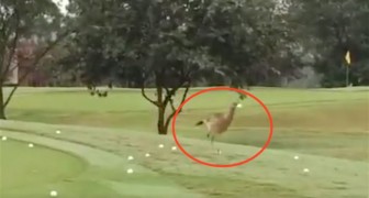 Ze zien een grote vogel op de golfbaan: wat hij doet met de ballen is hilarisch!
