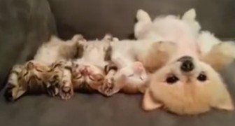 Il cucciolo riposa con 3 gattini: non potrete non innamorarvene!