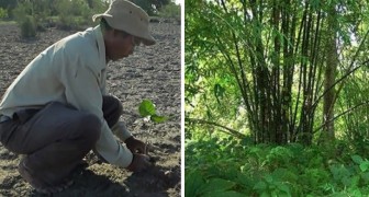Da isola deserta a foresta: quest'uomo ha piantato da solo 800 ettari di alberi in 30 anni