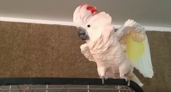 Il demande au perroquet de rentrer dans la cage mais il lui répond ...avec de la repartie!