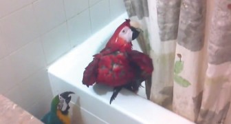 He goes in the bathroom --- what his Macaw parrots are doing is hilarious!