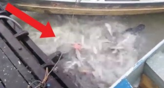 Lancia pezzi di carne nel fiume: l'assalto dei piranha è da film horror