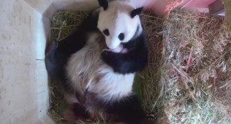 Deze panda is net bevallen van een tweeling. De manier waarop ze voor haar jongen zorgt, is prachtig om te zien!