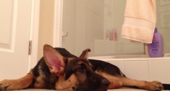 Son maître chante sous la douche: la réaction du gros chien est irresistible!