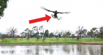 They film a hawk capturing a snake --- then the unexpected happens!