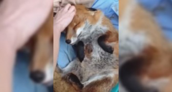 After being saved, the fox shows lots of gratitude