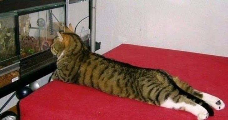 Ecco un meraviglioso gattino perfettamente sdraiato sul pancino... mentre osserva quella che vorrebbe fosse la sua cena!