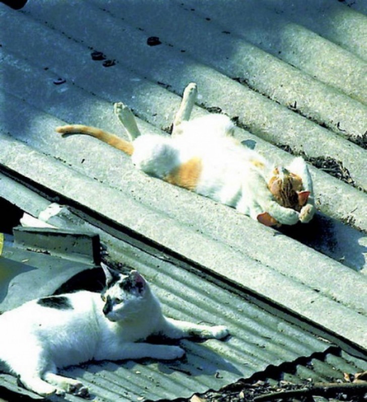 Ed ultimo nella nostra simpatica lista ecco un gattino che schiaccia un pisolino al sole, quasi portando le zampine dietro la nuca!
