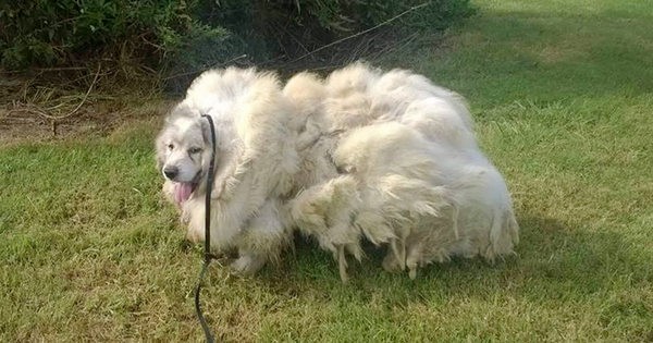 Lazarus had spent the last six years of his life locked up in his terminally ill owner's barn.