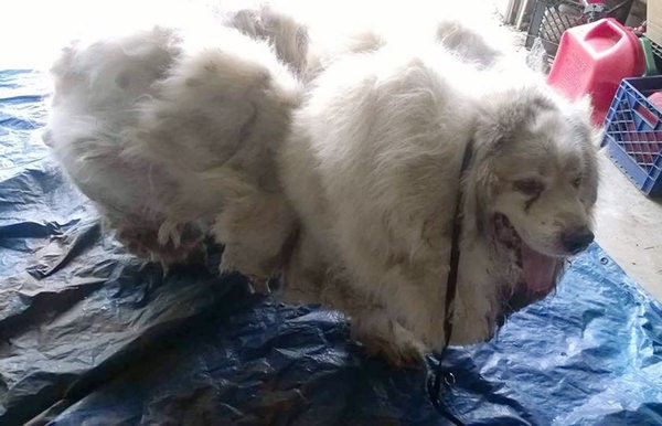Das Fell des Hundes belastete seinen Körper mit gut 15 Kg. Als er in die Auffangstation der Tierschutzorganisation gebracht wurde, war er sehr eingeschüchtert...
