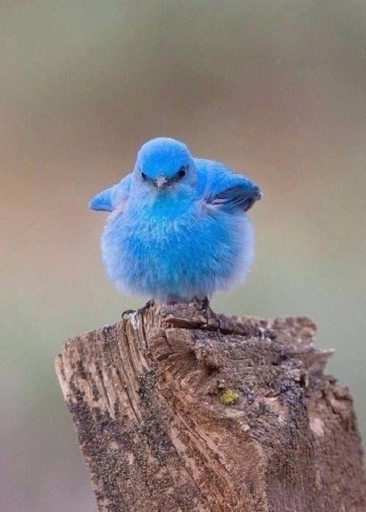 1. Der Twitter-Vogel existiert wirklich... aber er ist nicht so groß wie gedacht!
