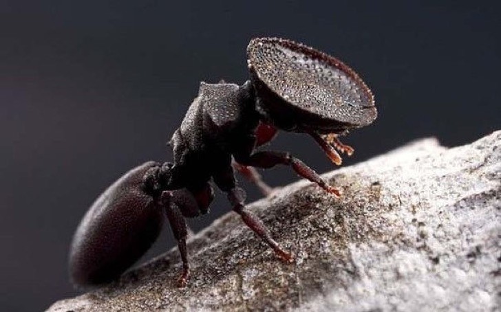 18. Eine Ameise mit flachem Kopf der Familie der chephalotes. Ihre Köpfe machen es anderen unmöglich, in ihren Bau einzudringen!