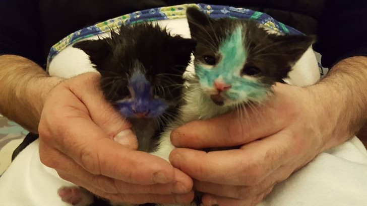 Quando sono arrivati al Bradford Cat Watch Rescue i due gattini apparivano così: uno colorato di blu e l'altro di verde, probabilmente usando dei pennarelli indelebili.