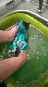 Na hun bad, hadden de kittens vreselijke honger: er wordt geschat dat ze pas 4 weken oud waren!