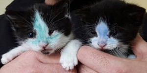 Ora i due gattini stanno meglio ma avranno bisogno di altre cure prima di poter essere dati in affidamento. Intanto è stato dato loro un nome...