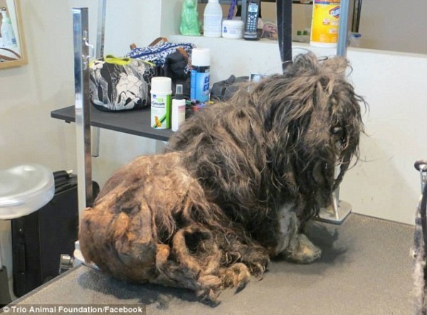 Cuando ha sido encontrada Ellen era asustada y hambrienta: parecia una perrita de tama­o mediano, pero solo por todo ese pelo reducido a pesimas condiciones.