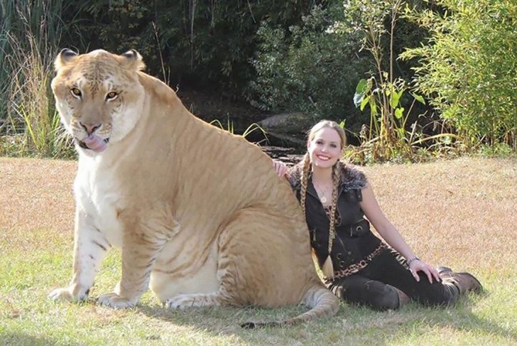 1. Ceci est Hercules, un spécimen de Liger (lion mâle + tigre femelle) qui est le plus grand du monde (il dépasse les180 cm de haut et pèse plus de 400 kg).