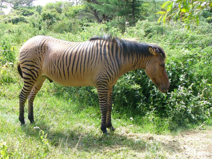 10. Zebroide (in questo caso si tratta di zebra + cavallo).