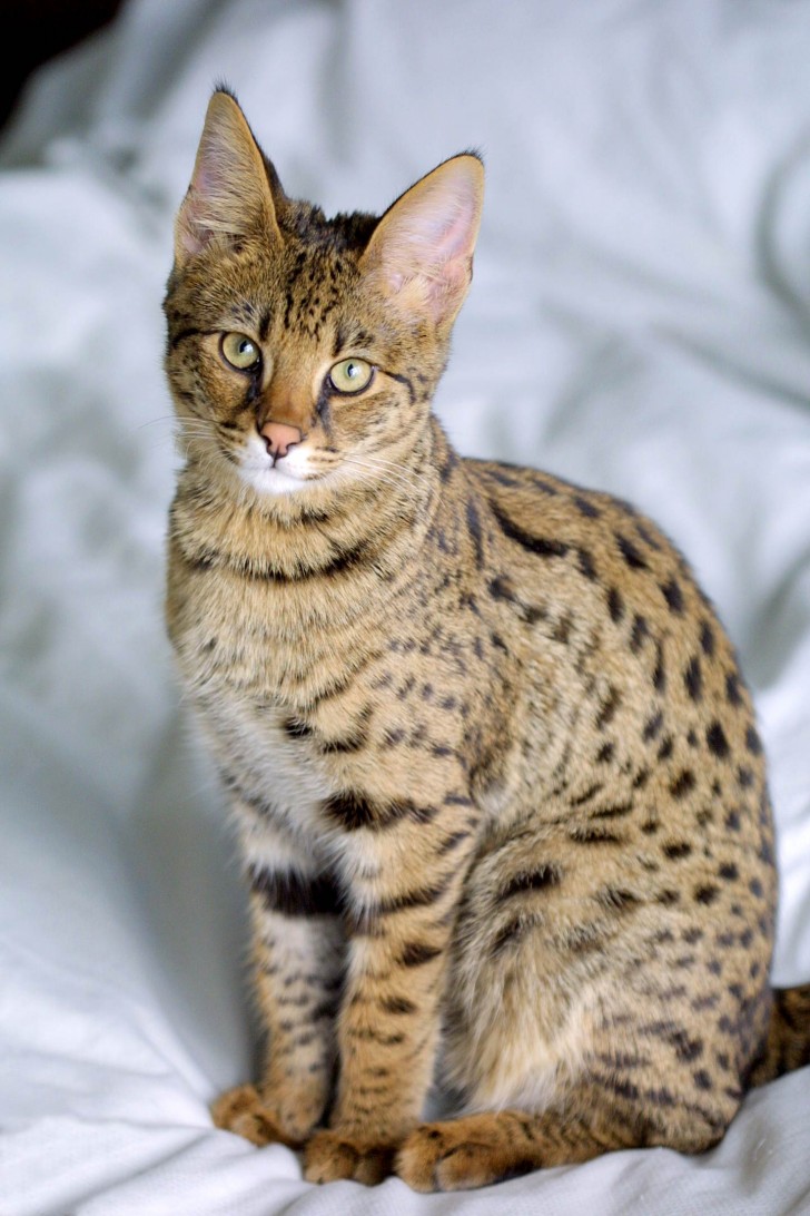 12. Savannah (serval+ chat domestique).