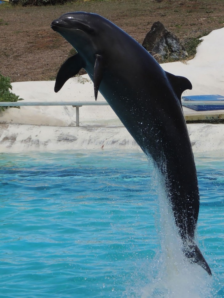 13. Wholphin (femelle dauphin + male de fausse orque).