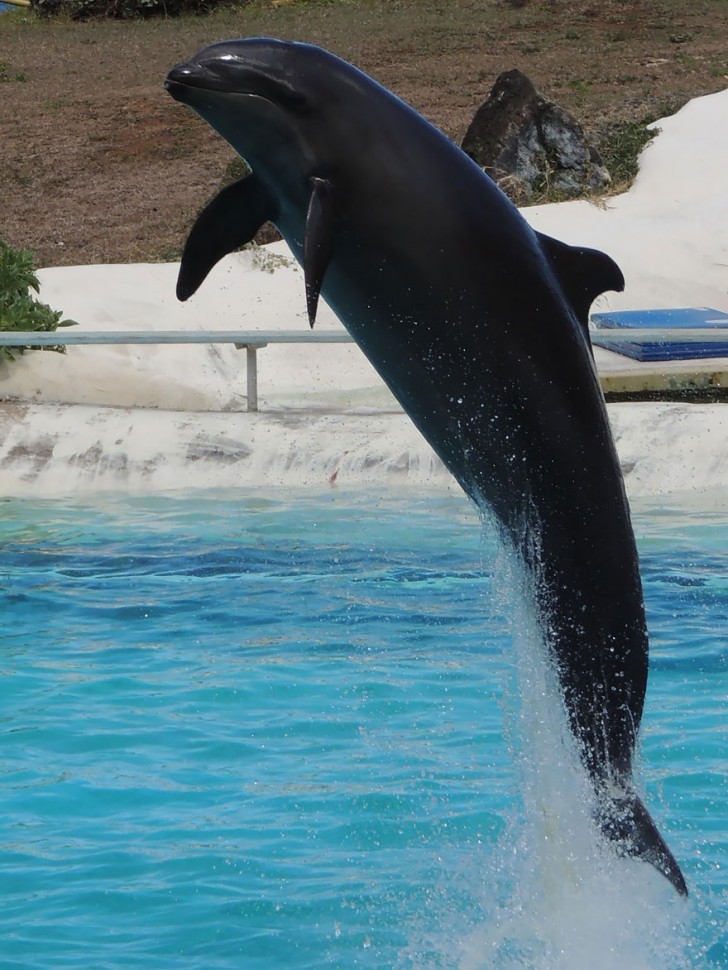 13. Wholphin (femmina di delfino dal naso a bottiglia + maschio di pseudorca).