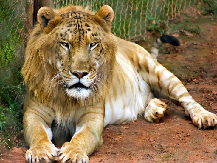 2. Tigon (tigre mâle + lionne).