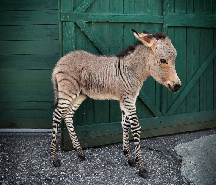 3. Ceci est Ippo, un spécimen de "Zonkey" (zèbre + âne).