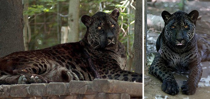 4. Jaglion (Jaguar Homme + lionesse).