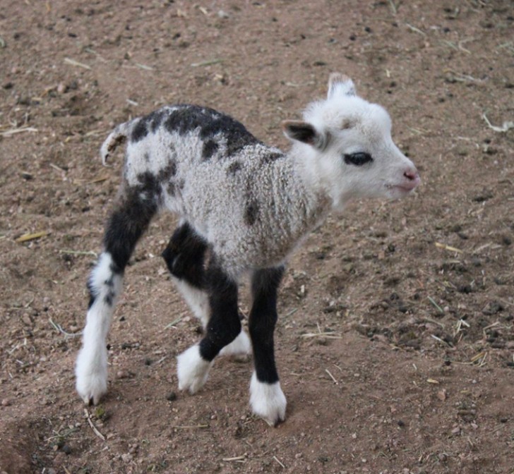 5. Hybride chèvre-mouton.