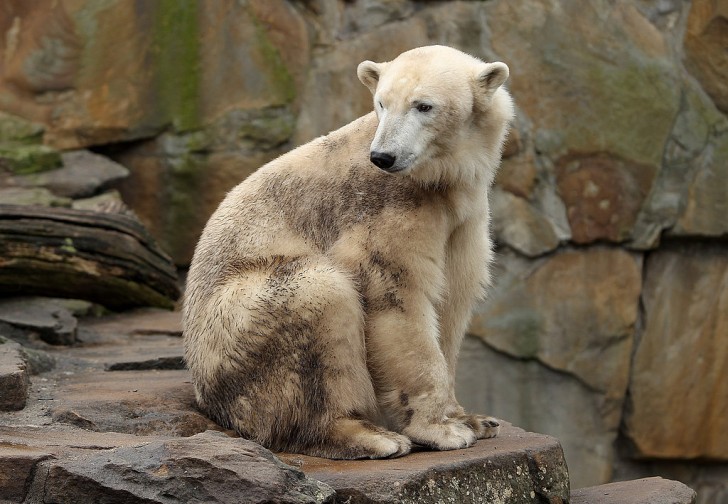 6. Orso grolare (grizzly + orso polare)