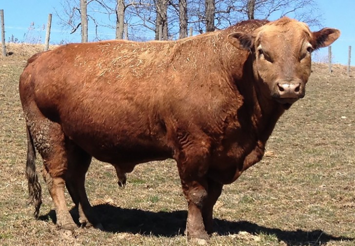 7. Beefalo (bœuf domestique + bison d'Amérique).