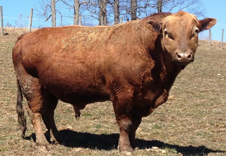 7. Beefalo (bue domestico + bisonte americano).