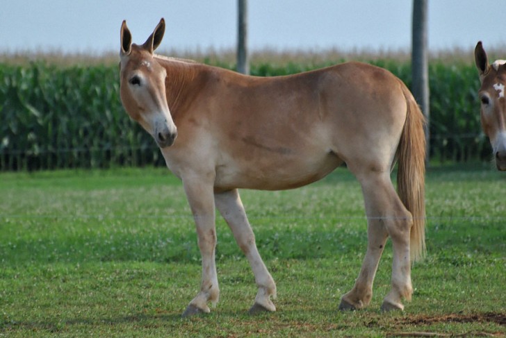 8. Bardot (cheval + âne).