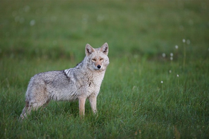 9. Coyote-lupo.